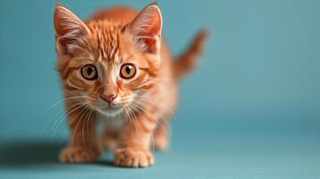 ai generado pequeño naranja gatito caminando en azul antecedentes foto