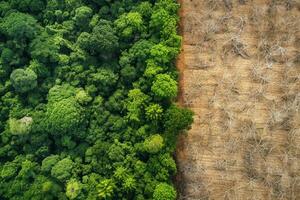 Contrast Between Lush Forest and Barren Terrain photo