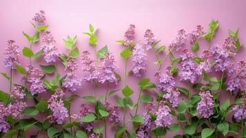 AI generated Cluster of Purple Flowers on Pink Background photo