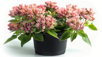 AI generated Potted Plant With Pink Flowers and Green Leaves photo