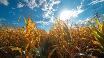 AI generated Corn Field Under Blue Sky With Clouds photo
