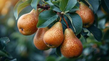 AI generated Group of Pears Hanging From Tree photo