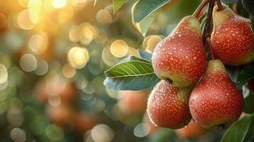 AI generated Group of Pears Hanging From Tree photo
