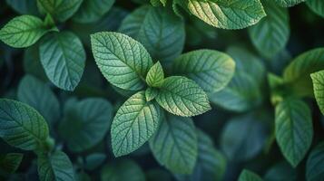 AI generated Close Up of a Green Leaf on a Tree photo