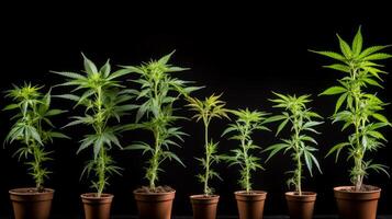 AI generated Cannabis plants in various growth stages. Generative AI photo