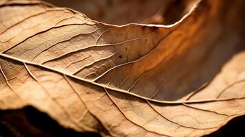 AI generated Closeup of a curled, dry leaf. Generative AI photo