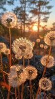 AI generated Dandelion Field at Sunset photo