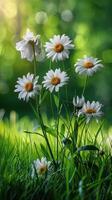 AI generated Daisy Bunches Growing in Grass photo