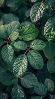 AI generated Close Up of Green Leafy Plant photo