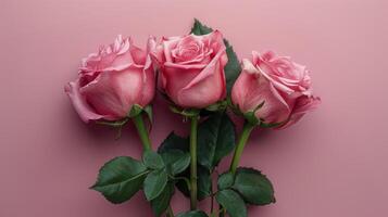 AI generated Pink Roses on Pink Background photo