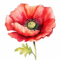 AI generated beautiful watercolor poppy flower isolated photo