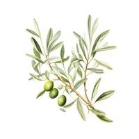 AI generated Hand drawn watercolor painting of olive branch. photo