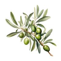 AI generated Hand drawn watercolor painting of olive branch. photo