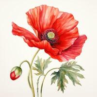 AI generated Hand drawn watercolor painting of poppy flower photo