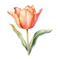 AI generated Hand drawn watercolor painting of tulip flower photo