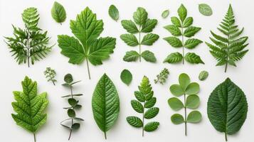 AI generated A flat lay of green leaves arranged around a white background photo