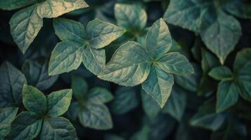 ai generado cerca arriba de verde hojas en planta foto