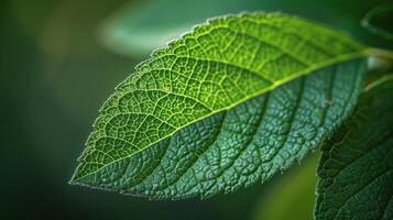 ai generado cerca arriba de verde hoja en planta foto