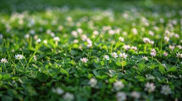 AI generated Field Blooming With White and Yellow Flowers photo