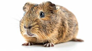 AI generated Close Up of Small Rodent on White Background photo