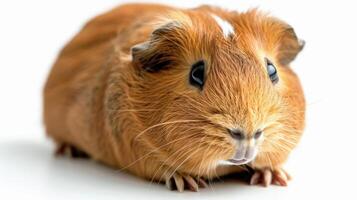 AI generated Close Up of Small Rodent on White Background photo