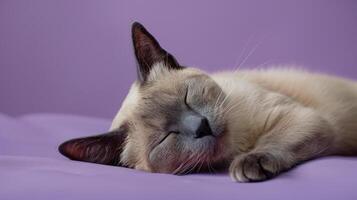 AI generated A Cat Sleeping on a Purple Blanket photo