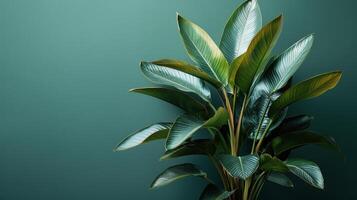 AI generated Large Green Leaves Plant in Vase photo