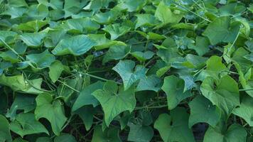 Overhead view of lush chayote plant photo