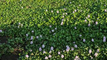 Water hyacinth in Rawa Pening lake. Water hyacinth blooms. photo