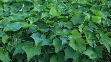 Overhead view of lush chayote plant photo