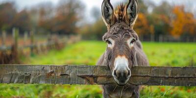 ai generado Burro en pie detrás de madera cerca en campo foto