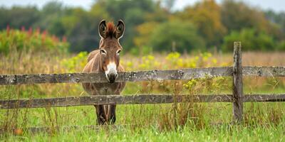AI generated Donkey Standing Behind Wooden Fence in Field photo