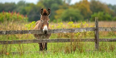 ai generado Burro en pie detrás de madera cerca en campo foto