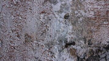 Old Brick Wall Texture Background with Peeling White Paint. photo