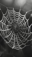 AI generated Spider Web Hanging From Tree Branch photo