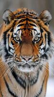 AI generated Intense Stare Close Up of a Tigers Face photo