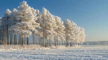 nieve cubierto campo con arboles en antecedentes foto