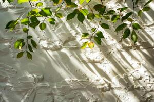 AI generated Soft shadow of leaves and branches on a white textured wall, giving a serene and natural feel. photo