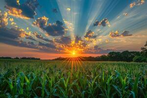 AI generated Sunrise over a lush cornfield with light rays piercing through the blue sky and fluffy clouds photo