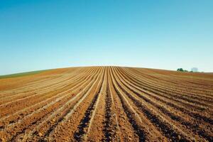 ai generado vasto haba de soja campo con ordenado filas debajo un claro azul cielo, capturar el esencia de agrícola escenario. foto