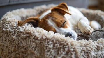 Brown and White Dog Sleeping in Dog Bed photo