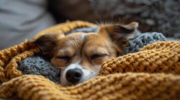 Small Dog Resting on Top of a Blanket photo