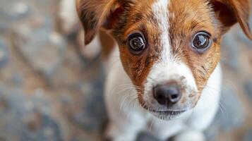 Brown and White Dog Looking Up at Camera photo