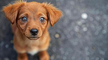 pequeño marrón perro con azul ojos mirando arriba foto