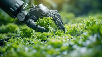 Robotic Hand Harvesting Lettuce in Garden photo