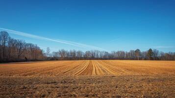 Vast Field Under Clear Blue Sky photo