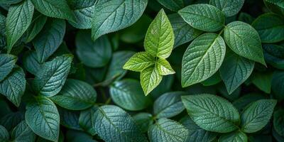 AI generated Vivid green leaves exhibiting the intricate patterns and textures of nature, highlighted with a sharp, dramatic focus photo