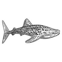 Whale shark isolated on white background in engraving. Cartoon character of ocean for children. Simple print with marine mammal. photo