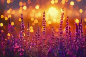 AI generated Vibrant sunset illuminating a field of lavender, with the flowers basking in the soft evening light photo