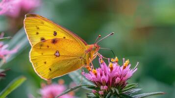 Yellow Butterfly Resting on Flower photo